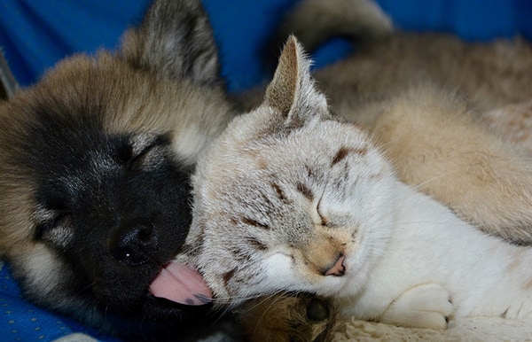 Les animaux de compagnie dans la chambre